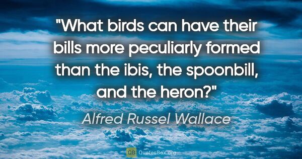 Alfred Russel Wallace quote: "What birds can have their bills more peculiarly formed than..."