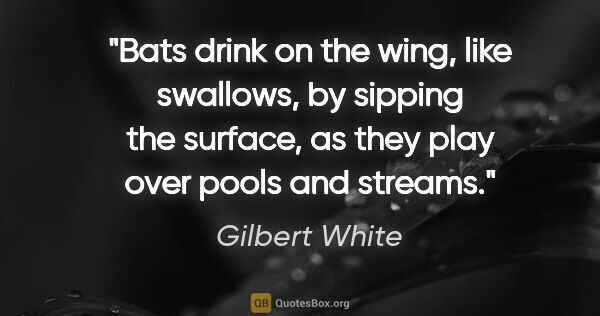 Gilbert White quote: "Bats drink on the wing, like swallows, by sipping the surface,..."