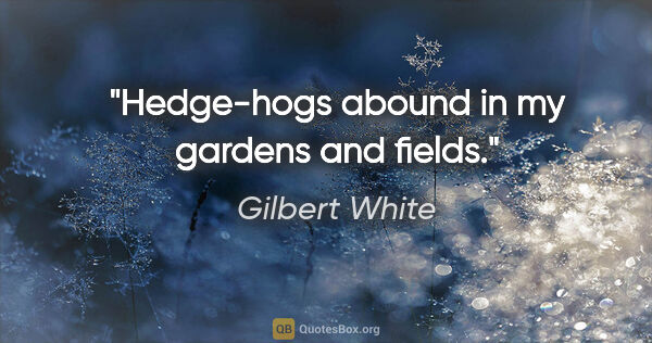 Gilbert White quote: "Hedge-hogs abound in my gardens and fields."