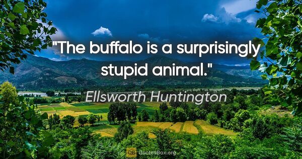 Ellsworth Huntington quote: "The buffalo is a surprisingly stupid animal."