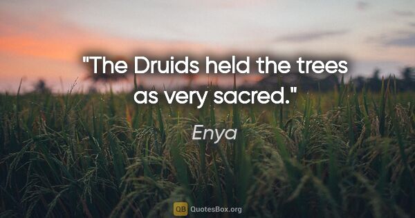 Enya quote: "The Druids held the trees as very sacred."