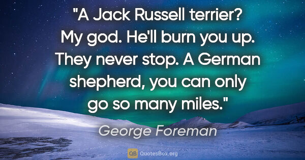 George Foreman quote: "A Jack Russell terrier? My god. He'll burn you up. They never..."