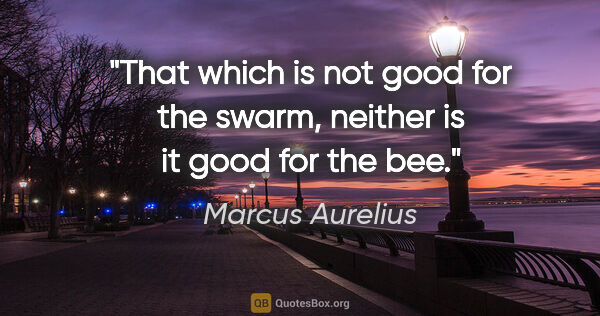 Marcus Aurelius quote: "That which is not good for the swarm, neither is it good for..."