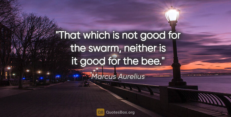 Marcus Aurelius quote: "That which is not good for the swarm, neither is it good for..."