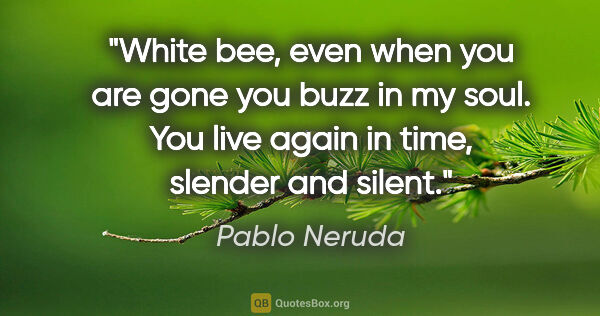 Pablo Neruda quote: "White bee, even when you are gone you buzz in my soul. You..."