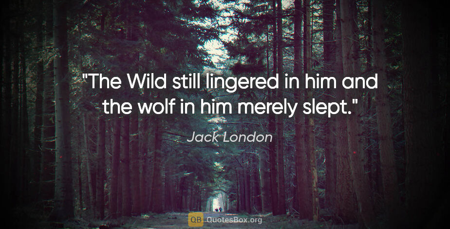 Jack London quote: "The Wild still lingered in him and the wolf in him merely slept."