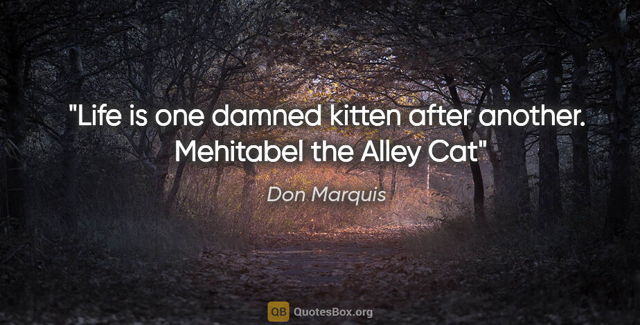 Don Marquis quote: "Life is one damned kitten after another."  Mehitabel the Alley..."