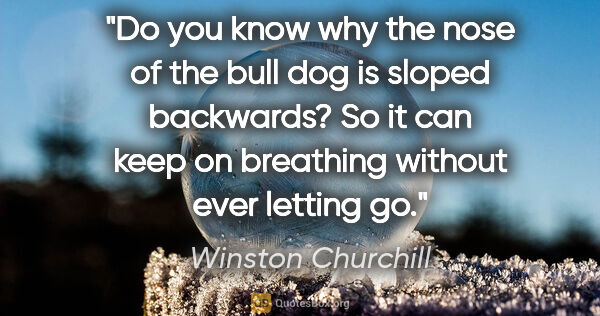Winston Churchill quote: "Do you know why the nose of the bull dog is sloped backwards?..."