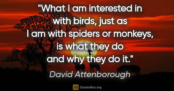 David Attenborough quote: "What I am interested in with birds, just as I am with spiders..."