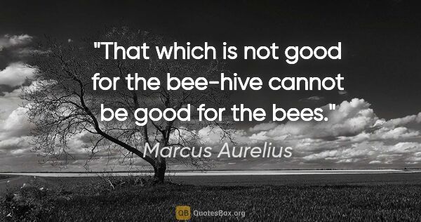 Marcus Aurelius quote: "That which is not good for the bee-hive cannot be good for the..."